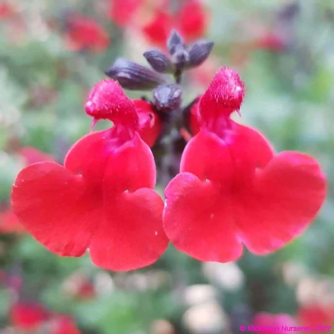 Salvia 'Jezebel'