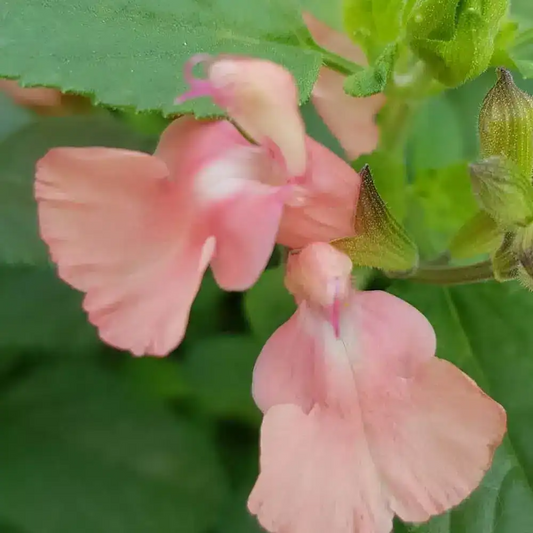 Salvia microphylla 'Aphrodite'