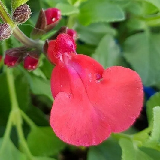 Salvia microphylla 'Suzanne'