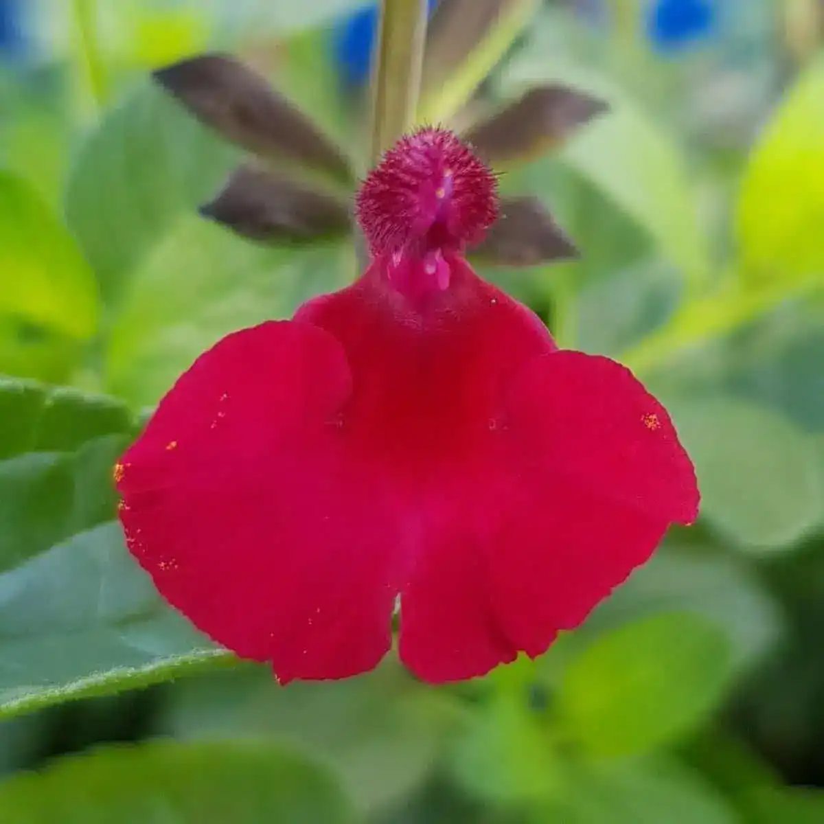 Salvia microphylla 'Makris'