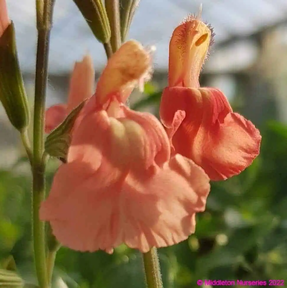 Salvia microphylla 'Papajan'