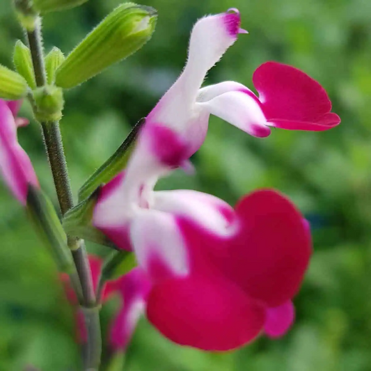 Salvia 'Cherry Lips' 
(Lips Series)