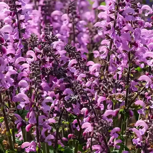 Salvia 'Fashionista Pretty in Pink'
