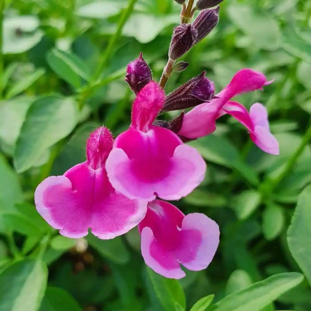 Salvia greggii 'Icing Sugar'