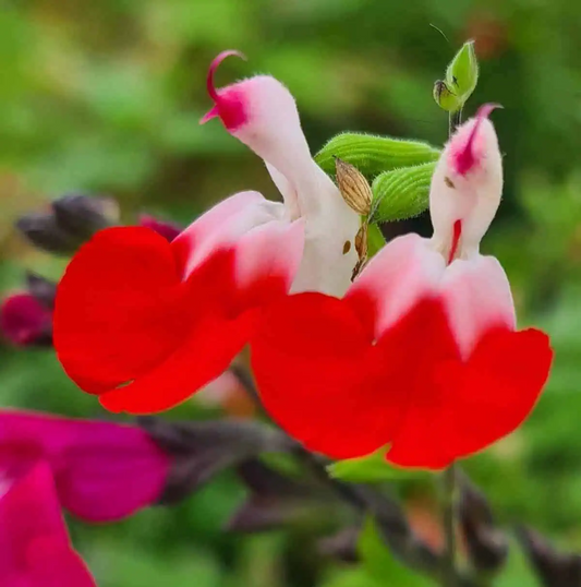 Salvia greggii 'Hot Lips' (Lips Series)