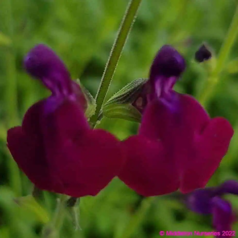 Salvia greggii 'Emperor'
