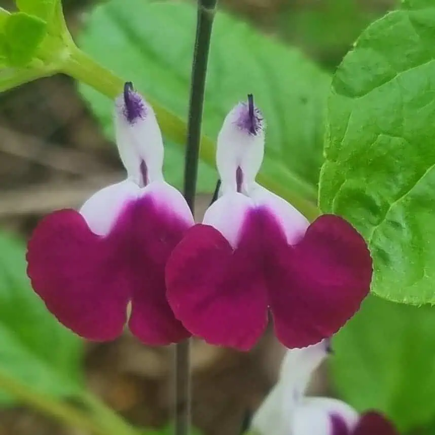Salvia greggii 'Amethyst Lips' (Dyspurp) (Lips Series)