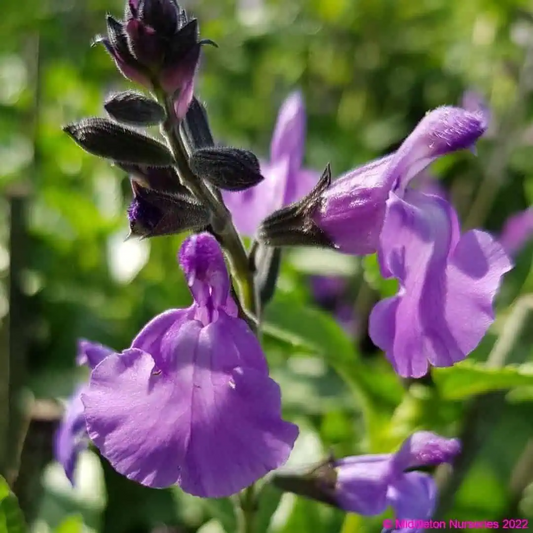 Salvia x jamensis 'Javier'