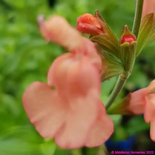 Salvia x jamensis 'California sunset'