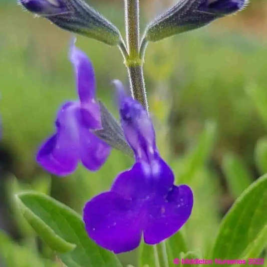 Salvia greggii 'Blue Note'