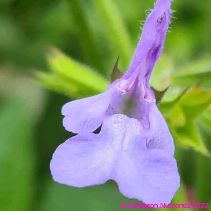 Salvia 'African Sky'