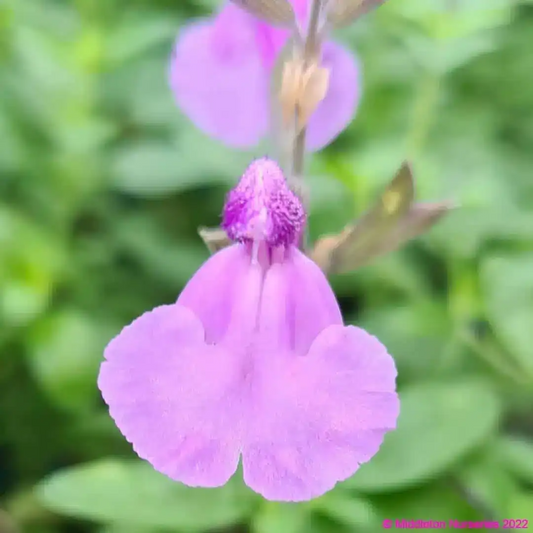 Salvia 'Cool Violet'
