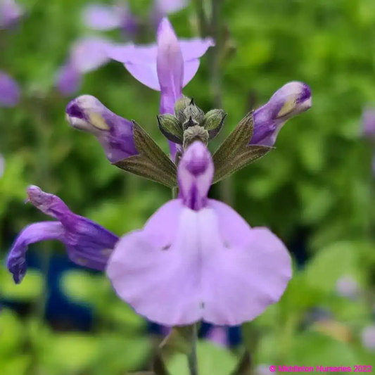 Salvia 'So Cool Pale Blue'