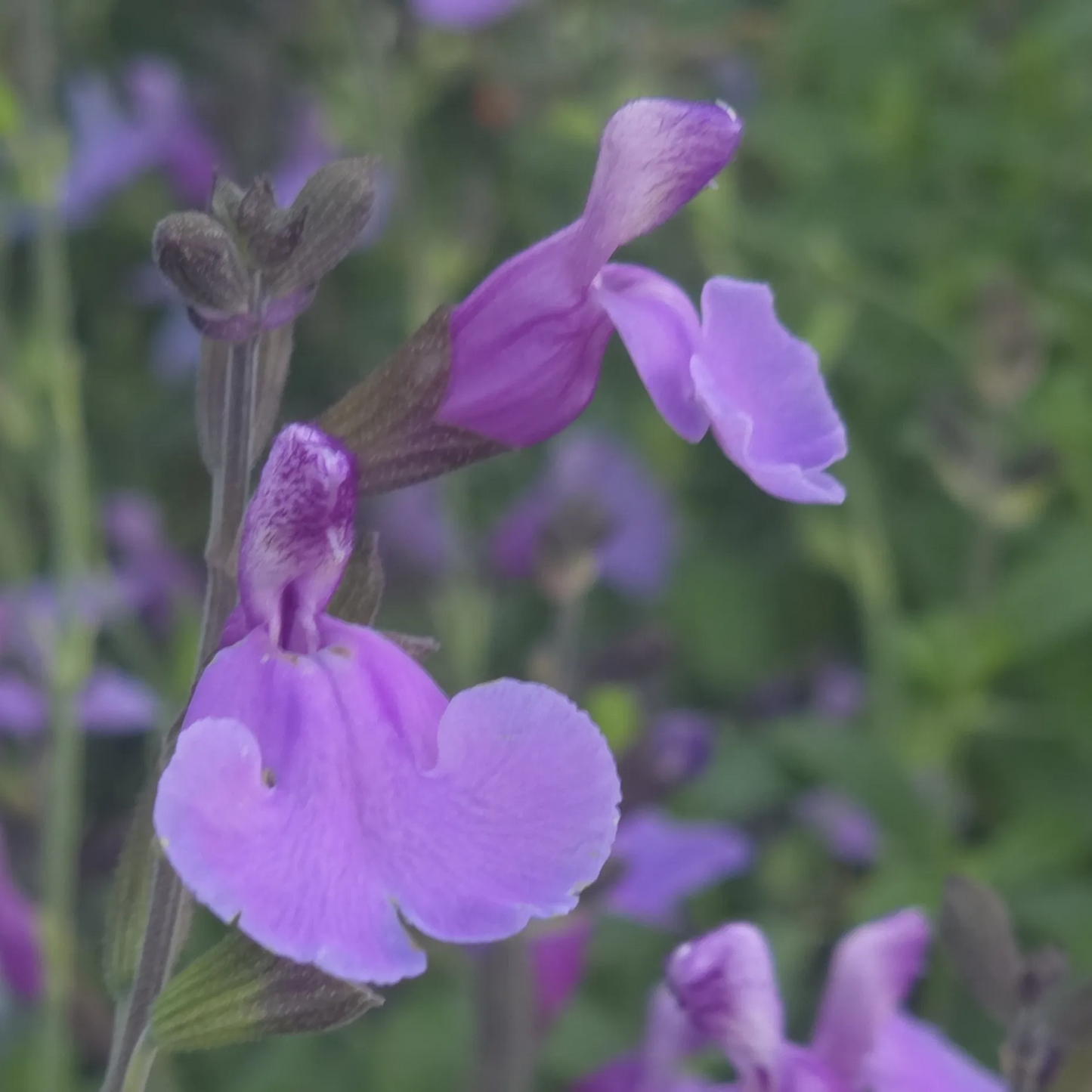 Salvia 'Blue Merced'