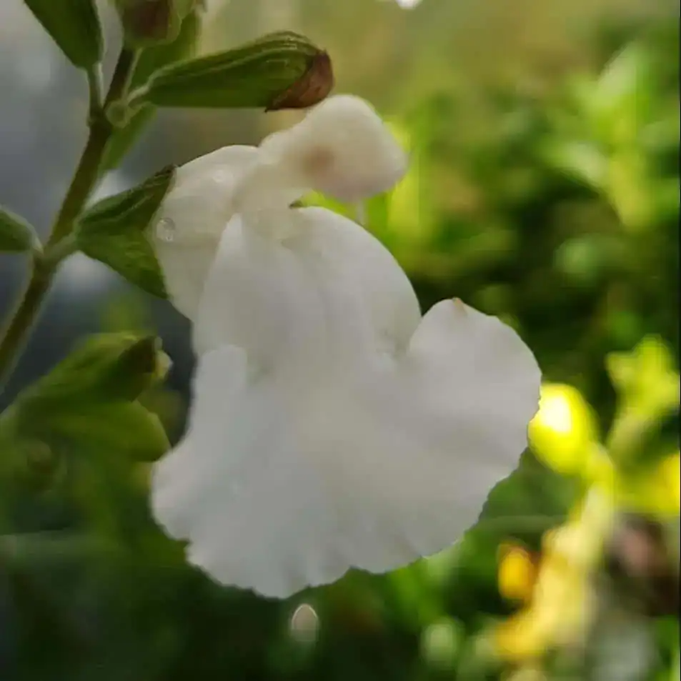 Salvia  microphylla 'Gletscher'