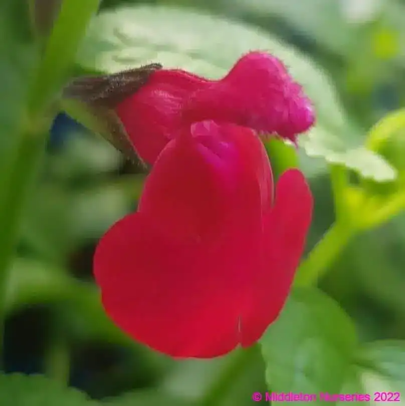Salvia  'Jemima's Gem'