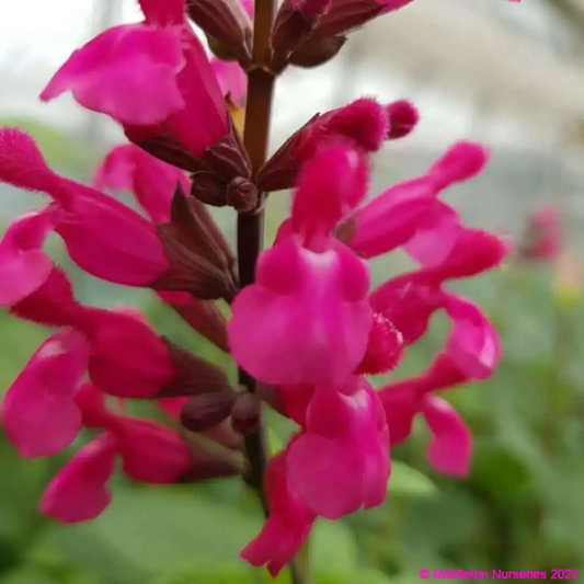 Salvia involucrata 'Mulberry Jam'