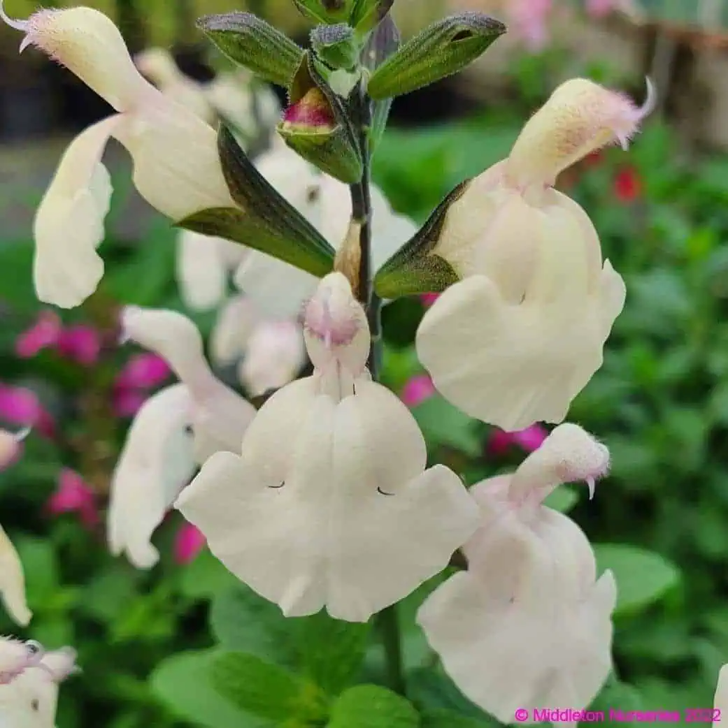 Salvia greggii 'Cool Cream'
