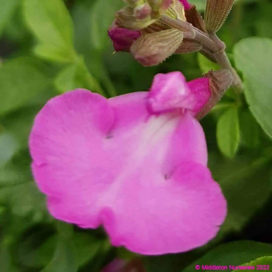 Salvia greggii 'Cool Pink'