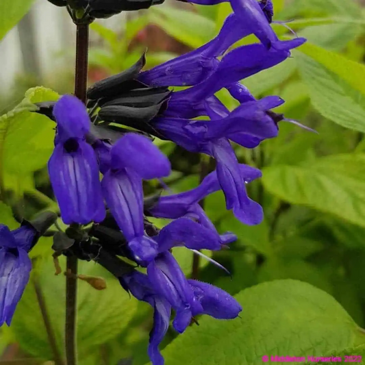 Salvia guaranitica 'Amino'