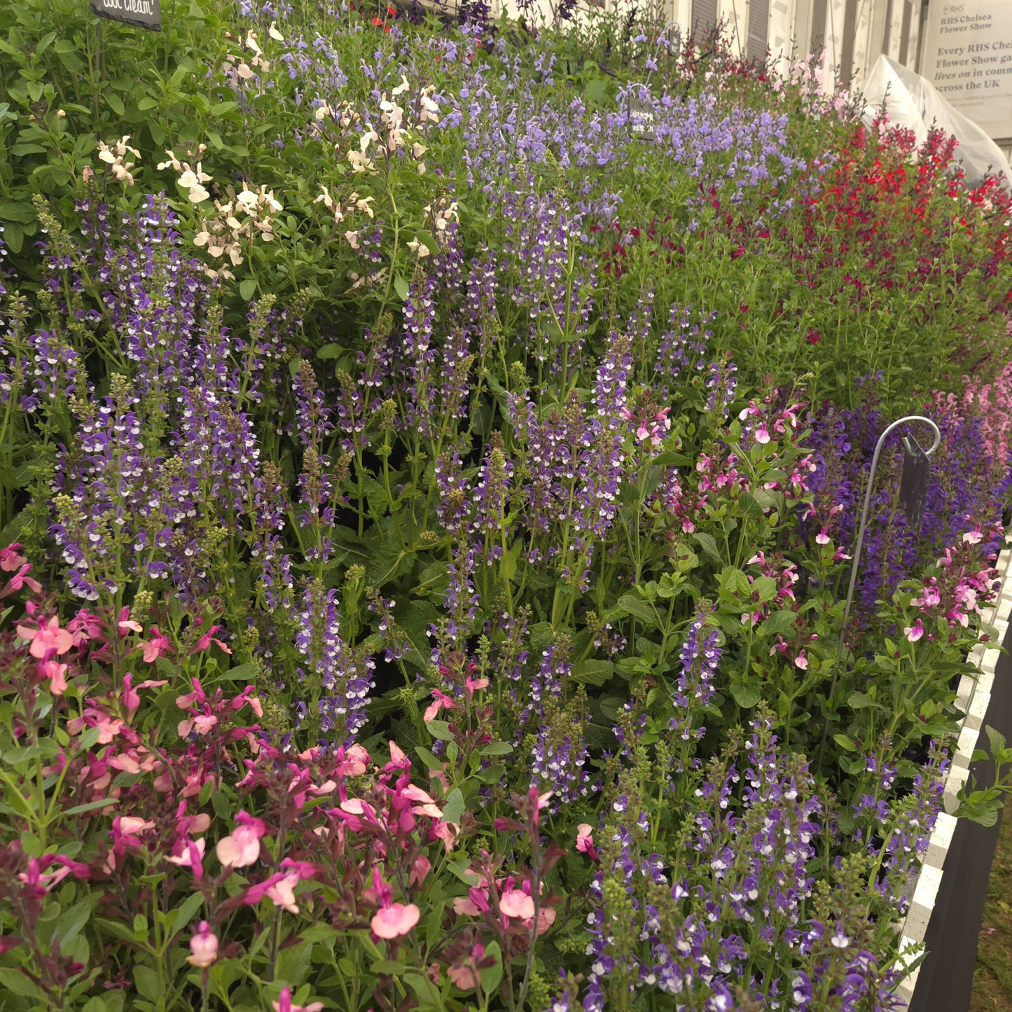 3 Plants Chelsea 2026 mix