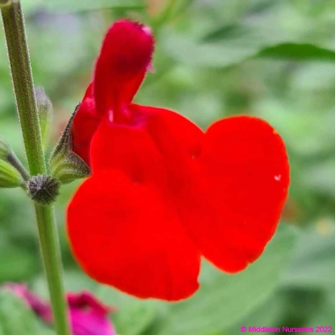 Salvia microphylla ‘Royal Bumble’