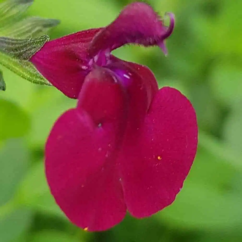 Salvia ‘Dyson’s Maroon’