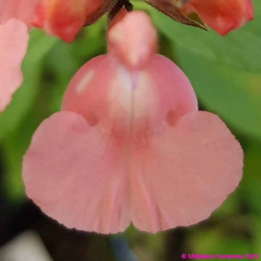 Salvia greggii ‘Salmon Dance’
