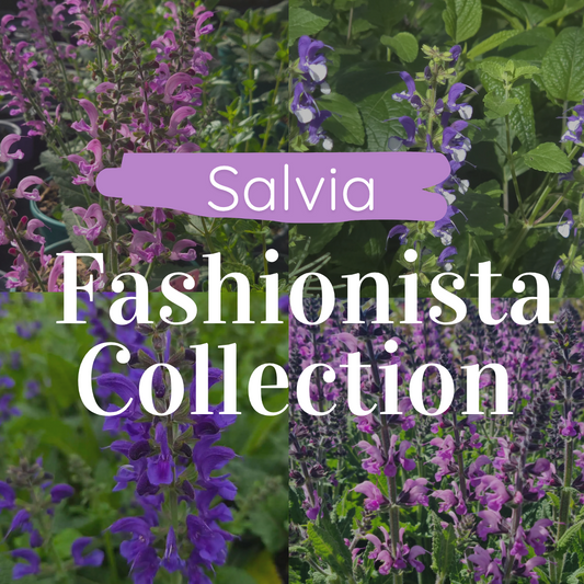 Salvia ‘Fashionista Collection’
