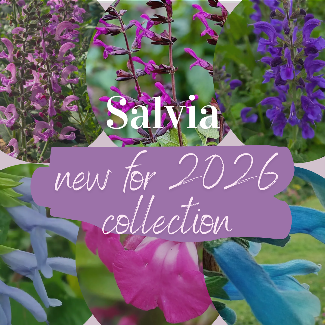 2026 New Salvia Collection