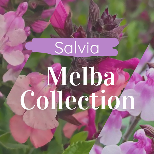 Salvia ‘Melba Collection’