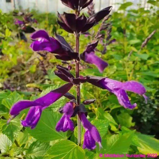 Salvia ‘Amistad’