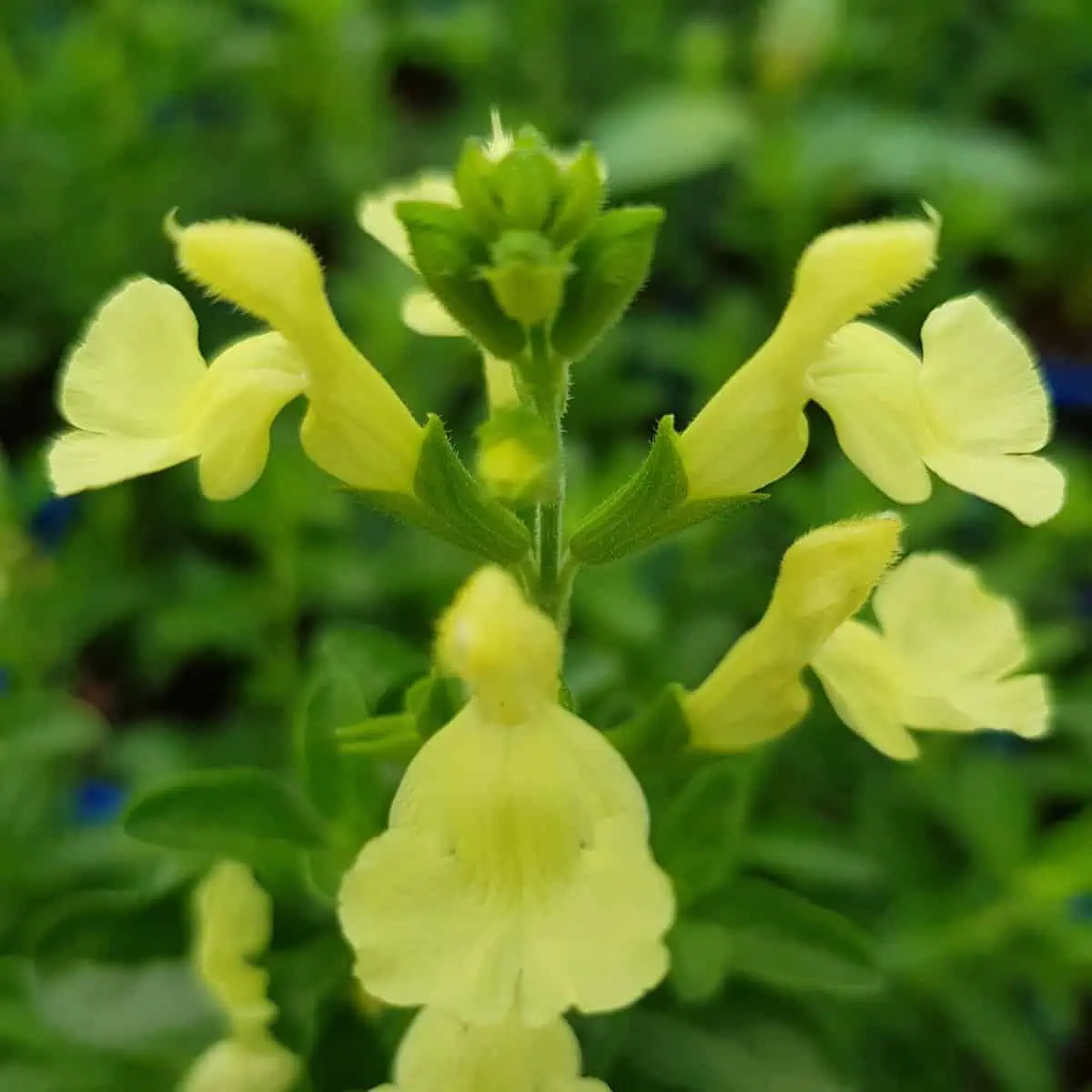 Salvia greggii ‘Lemon Light’