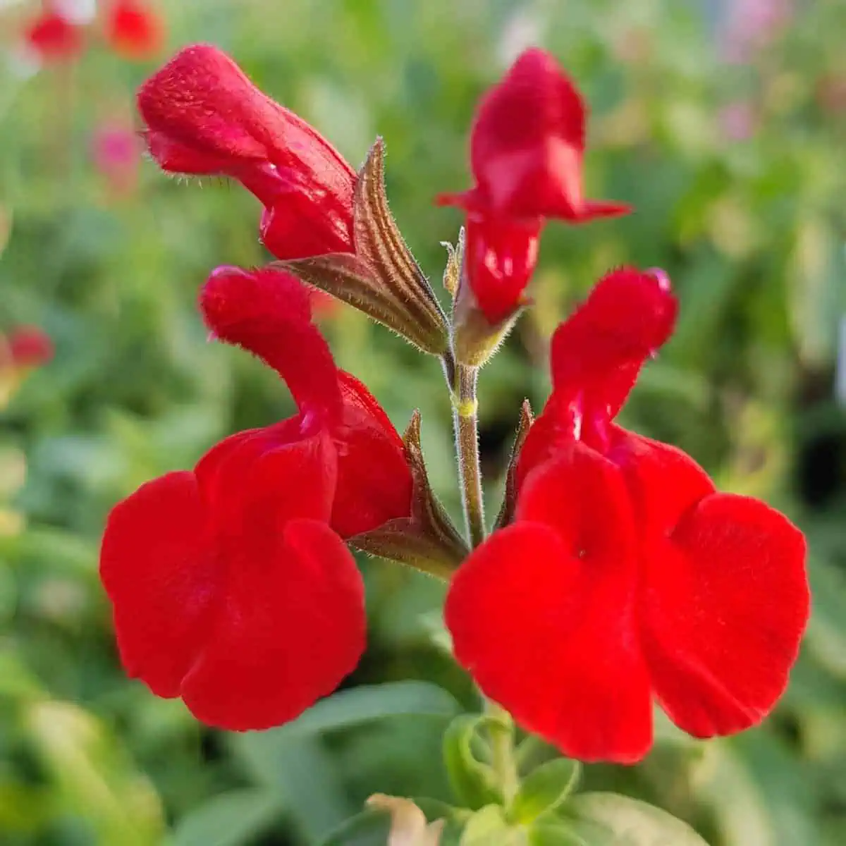Salvia greggii ‘Radio Red’