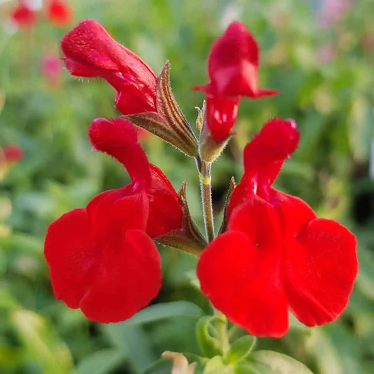 Salvia greggii ‘Radio Red’